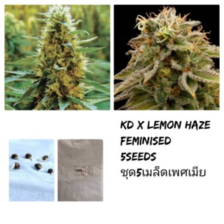 เมล็ดKD x Lemon hazeทำเพศเมียsts90% ชุด5เมล็ด