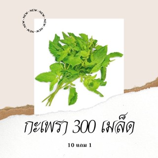 เมล็ดพันธุ์ผัก กะเพรา 300เมล็ด 10แถม1คละได้เมล็ดพืช/กางเกง/สวน/มักกะโรนี/ขึ้นฉ่าย/ผักชี/บุรุษ/ตกแต่ง/กุหลาบ/เด็ก/ JP97