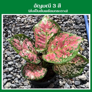 อัญมณีสามสี (Aglaonema tricolor) ส่งเป็นต้นพร้อมกระถางต้นไม้มงคลยอดนิยม ต้นไม้ฟอกอากาศ