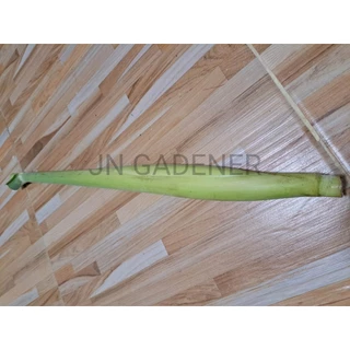 ท่อนพันธุ์อ้อยไข่(ตัดสด5ข้อ)ส่งทันที