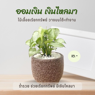 ออมเงิน ค้าขายร่ำรวย พร้อมกระถางมินิมอล 3 ขา  Syngonium Moonlight  (ต้นสูง 10-12 cm.)