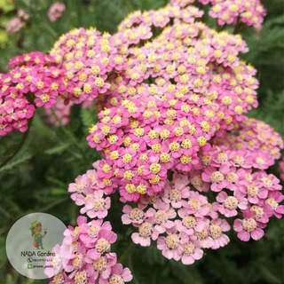เมล็ดพันธุ์ยาร์โรว์ คละสี 500 เมล็ด Achillea millefolium หรือ Yarrow เมล็ดพันธุ์แท้