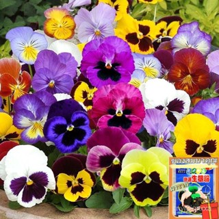 （คุณภาพสูง เมล็ด）เมล็ดพันธุ์ ดอกแพนซี่ ดอกหน้าแมว คละสี ( Pansy Mix Seeds) บรรจุ 100 เมล็ด ดอ/ง่าย ปลูก สวนครัว /ขายดี W