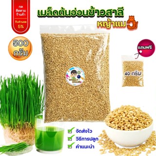 เมล็ดข้าวสาลี ขนาด 500 กรัม เกรดนำเข้า หญ้าแมว อัตราการงอกสูง เมล็ดต้นอ่อนข้าวสาลี Aus Wheat