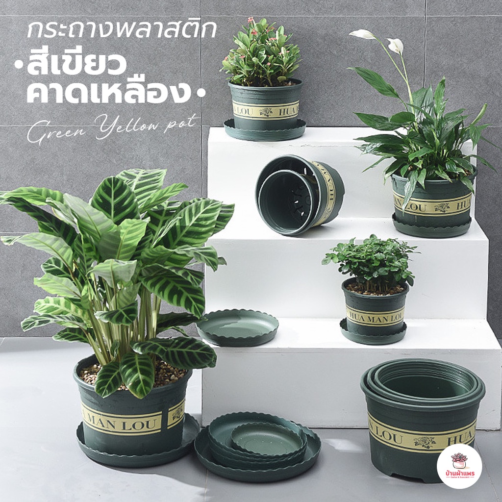 [ ALP ] กระถางพลาสติกสีเขียวคาดเหลือง กระถางปลูกต้นไม้ แคคตัส กระบองเพชร ไม้อวบน้ำ Cactus&Succulent