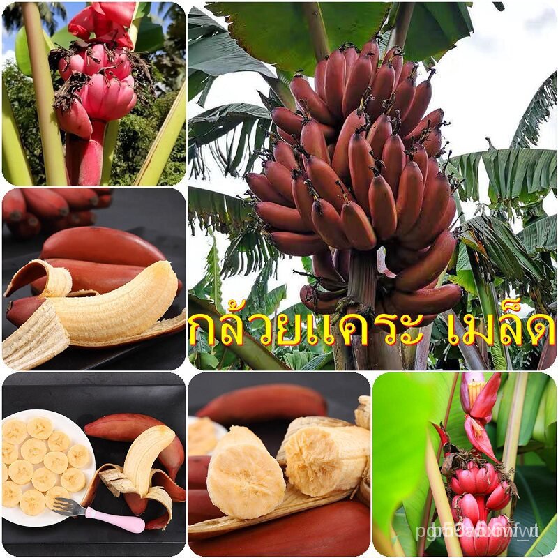 ❄ขายดี เมล็ด 202250 เมล็ด ต้นกล้วยแคระ ต้นกล้วย Dwarf Banana Tree Seeds กล้วยแดงอินโด กล้วยแคระ plants ต้นผลไม้ กล้วยด่า