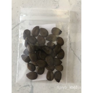เมล็ดพันธุ์ ต้นกระถิน(ยักษ์) /กระถินบ้าน (ซื้อ 10 แถม 1 คละ/ง่าย ปลูก สวนครัว เมล็ด/ขายดี CGZ9