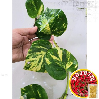 Golden Pothos (Money Plant,Millionaire S Plant) 12ใบ Live Plant Straw/ กุหลาบ/ดอกทานตะวัน/หงอก /ร่าย/พร่ายดอก JV59