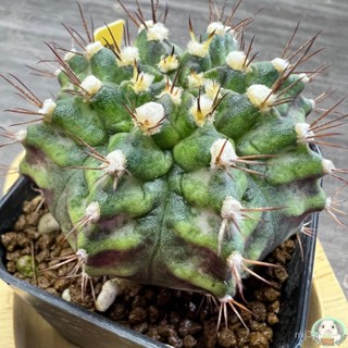 (Y40) ต้นยิมโนหน้ายับ ลูก Trex ไม้เมล็ด - (gymnocalycium) - แคคตัส/อินทรีย์ CO4G