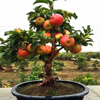 （คุณภาพสูง เมล็ด）บอนสี เมล็ดพันธุ์ 50เมล็ด Dwarf Apple Seeds ต้นไม้ประดับ พันธุ์ไม้ผล ต้นไม้ม/ขายดี ผัก ปลูก /ขายดี B9LX