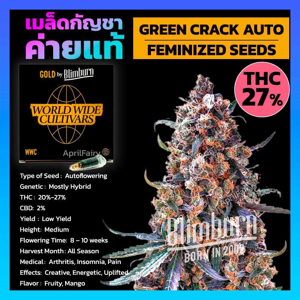 เมล็ดพันธุ์กัญชา GREEN CRACK AUTO ออโต้ เพศเมีย เมล็ดกัญชานอก THC สูง เมล็ดค่าย Blimburnseeds รับประ