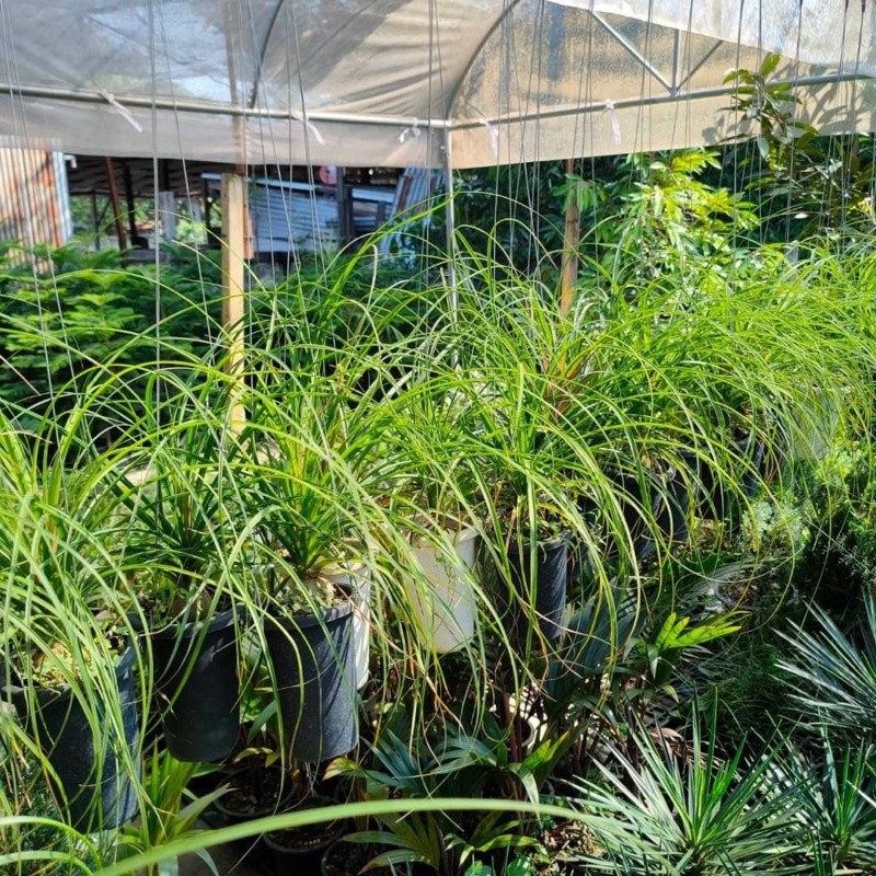 แซ่ม้า แส้ม้า พันธุ์หัวโต🌱 จัดส่งพร้อมกระถางเเละลวดแขวนพร้อมเเขวนโชว์ได้เลยย