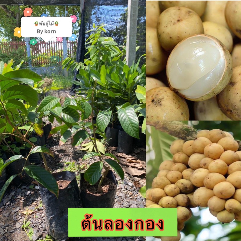 ต้นลองกองตันหยงมัส แบบเสียบยอด ต้นแข็งแรง พร้อมส่ง สำคัญกรุณาสั่งซื้อในเวลา12:00น.-00:00น.