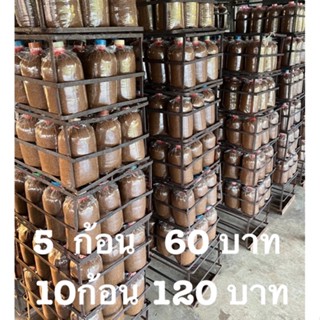 ก้อนเชื้อเห็ดนางฟ้าภูฏานดำ คุณภาพเกรดA/5ก้อน60บาท