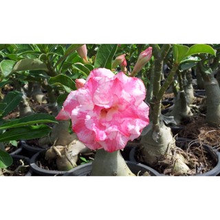 บัวชมพู ต้นชวนชม ดอกซ้อน cactus adenium desert rose