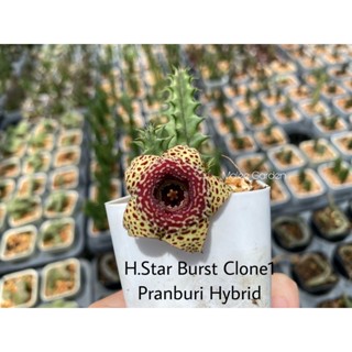 เก๋งจีนHuernia ‘Starburst’ Clone1 Pranburi Hybrid