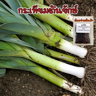 เมล็ดพันธุ์ กระเทียมต้นฝรั่ง กระเทียมต้นยักษ์  (Leek)  เมล็ดกระเทียมต้น 40-100 เมล็ด [ซื้อ 10 แถม 1 คละได้]