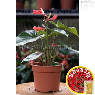 Anthurium andraeanum (P120) Flaming Flower (Flamingo Lily)-กระถางต้นไม้จริง ZUDN