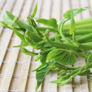 ผักบุ้งแก้วถูกที่สุด 10 บ.เมล็ดพันธุ์ผักบุ้งแก้ว100 เมล็ด ปลูกง่ายโตไวทานอร่อย VMEA
