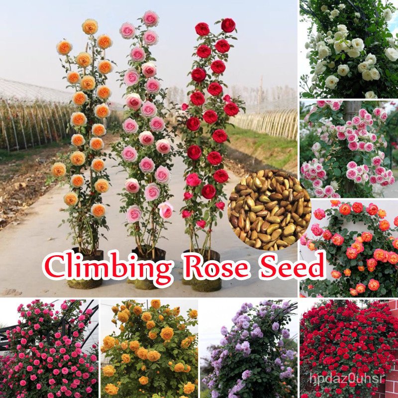 （คุณภาพสูง เมล็ด）Climbing Rose Seed (100pcs/bag) ไม้ประดับ กล้วยไม้ เมล็ดดอกไม้สวย บอนไซ บอนสีหายาก /ง่าย ปลูก ส/ผักสลัด