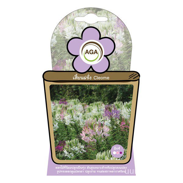 （คุณภาพสูง เมล็ด）AGA Shop เมล็ดพันธุ์เสี้ยนฝรั่ง(มิกซ์)/ง่าย ปลูก สวนครัว เมล็ด/อินทรีย์ KTW3