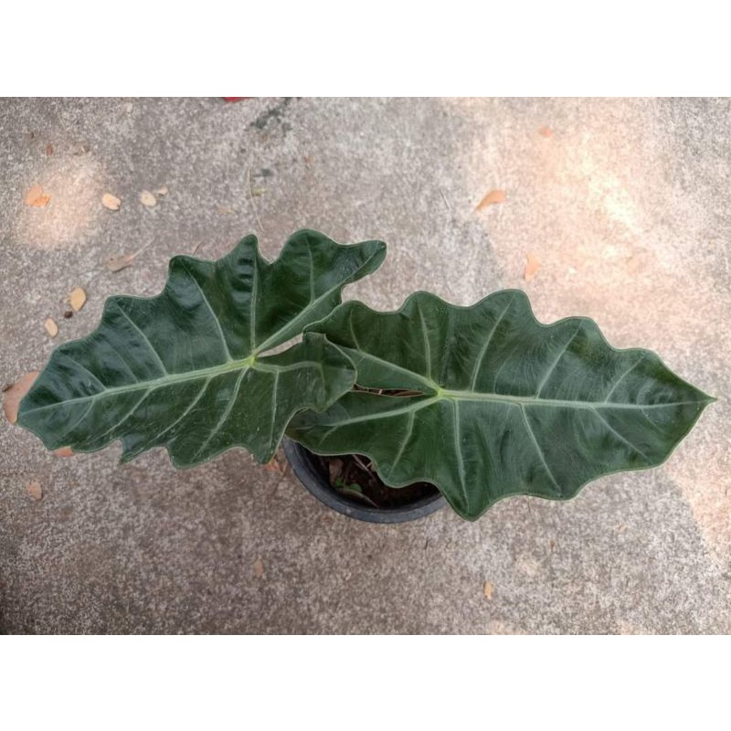 Alocasia Pseudo Sanderiana blue