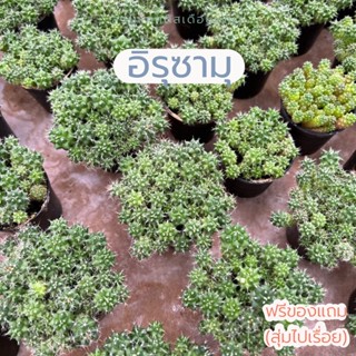 แคคตัส อิรุซามุ (ปุยหิมะ) แบบพอต 40 บาท ฟูๆคุ้มๆ ในกระถาง 2.5”