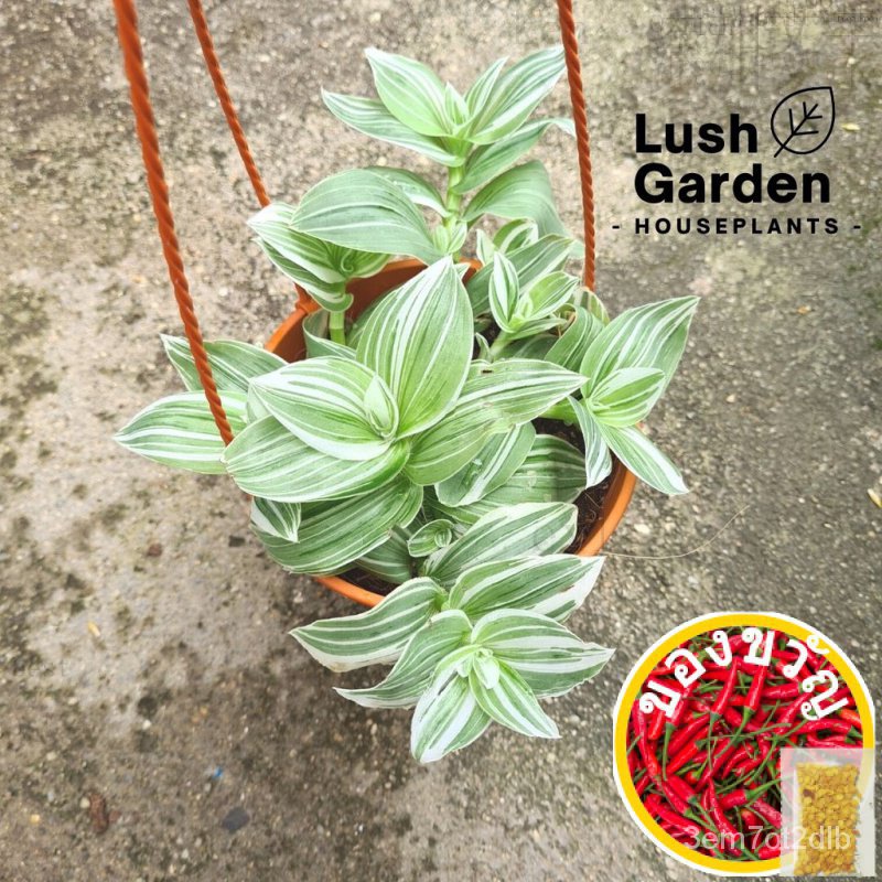 Tradescantia fluminensis port/right White inch Plant 150mm POT Hanging Live Plant stairs [LUSH Garde