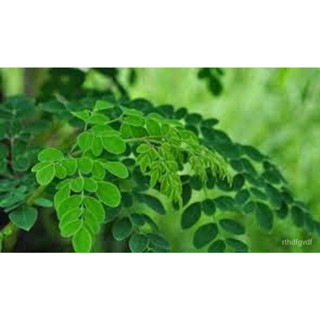 ผลิตภัณฑ์ใหม่ เมล็ดพันธุ์ จุดประเทศไทย ❤Malunggay Moringa Seeds for Planting (5 seeds)เมล็ดอวบอ้วน 100% รอคอยที /ดอก 2XL