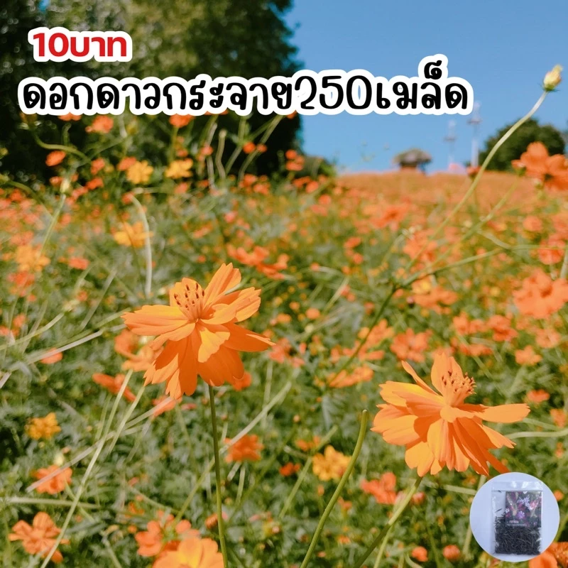 เมล็ดพันธุ์ดอกดาวกระจาย บรรจุ 250 เมล็ด