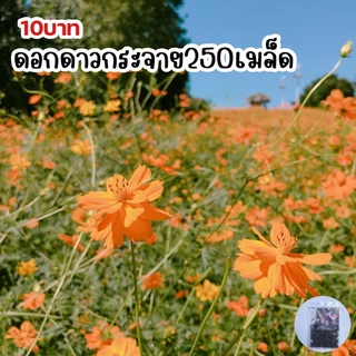 เมล็ดพันธุ์ดอกดาวกระจาย บรรจุ 250 เมล็ด