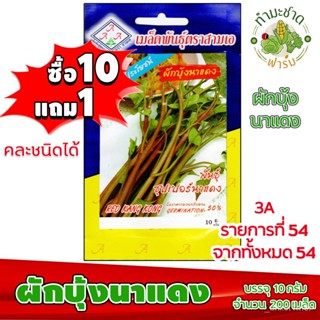 （คุณภาพสูง เมล็ด）[10แถม1] 3A เมล็ดพันธุ์ เมล็ดพันธุ์ ผักบุ้งนาแดง red convovulus water spinach ประมา/ง่าย ปลูก ส/ดอก TWQ