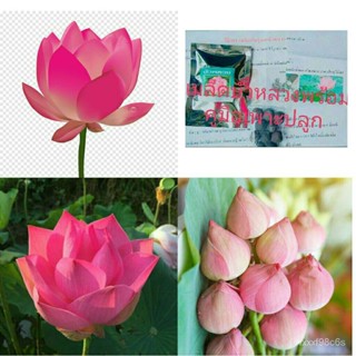 （คุณภาพสูง เมล็ด）Lotus water lily seed ต้นไม้ฟอกอากาศ (ดอกไม้จริง บรรจุ 20เมล็ด คุณภาพดี ราคา/ง่าย ปลูก สวนครัว /ดอก 1AP