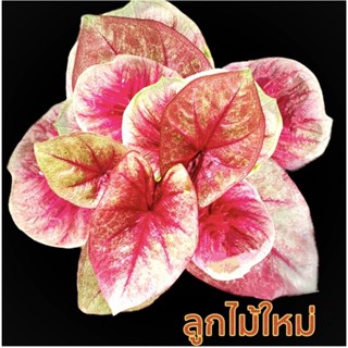 ลูกไม้ใหม่สีส้มพรีช 💥ด่างขอบๆ💥ใบสีสวยๆ จัดส่งทั้งกระถาง☘️