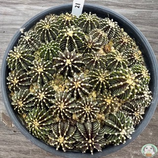 (W21) พอต LB2178 แท้ หลายต้น ไม้เมล็ด ส่งแบบถอดกระถาง- (gymnocalycium) - แคค/ง่าย ปลูก สวนครัว เมล็ด/ขายดี FBUH