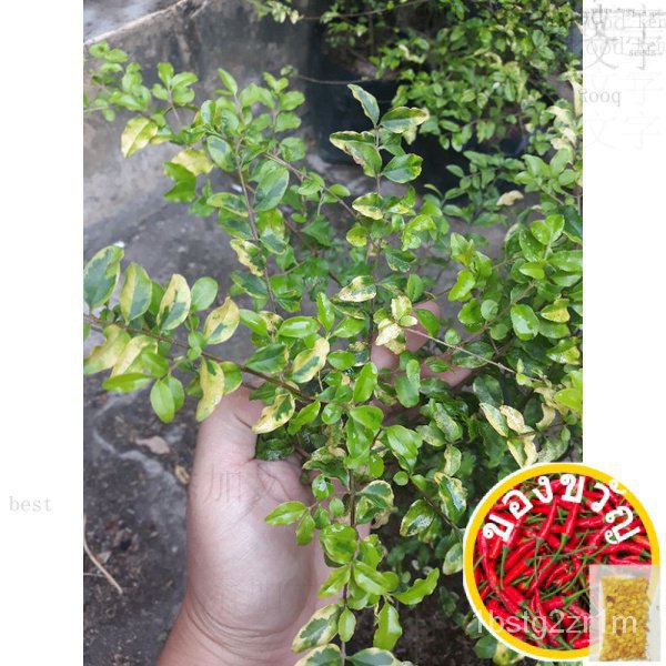 เกือบสีทองกลางแจ้งดอกทานตะวัน/ดอกทานตะวัน/สวน/รองเท้า/สวน/ดอกไม้/พวงมาลัย/ผู้ชาย/กางเกง/ดอกทานตะวัน 