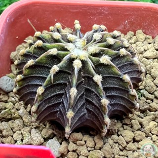 (R40) ต้นยิมโน LB2178 แท้ 13 พู ไม้เมล็ด - (gymnocalycium) - แคคตัส/ง่าย ปลูก สวนครัว เมล็ด/อินทรีย์ YTSL