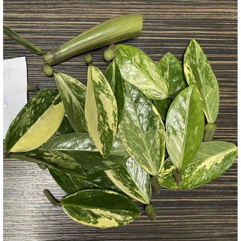 ใบกวักมรกตด่าง (Zamioculcas Zamiifolia)