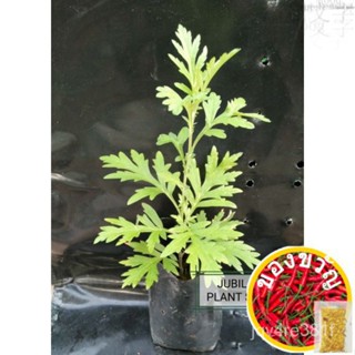 Saplings herb jeramin/jerriming V6/V6/ดอกไม้/ดอกไม้/ผ้าโพกหัว/ผ้าลินิน/เสื้อผ้า KQUT