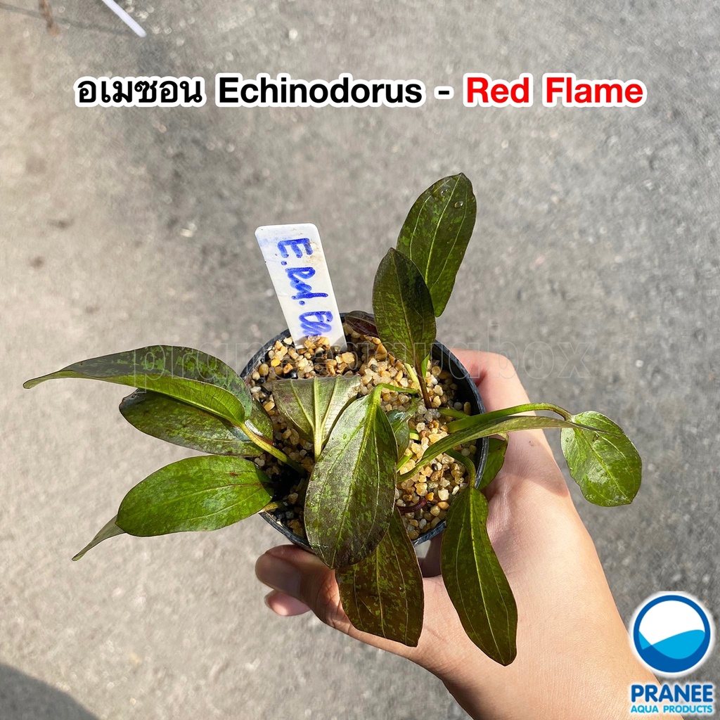 อเมซอน Echinodorus - Red Flame ต้นไม้น้ำ ต้นไม้น้ำพร้อมปลูก ***กรุณาอ่านรายละเอียดก่อนสั่งซื้อ***