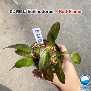 อเมซอน Echinodorus - Red Flame ต้นไม้น้ำ ต้นไม้น้ำพร้อมปลูก  ***กรุณาอ่านรายละเอียดก่อนสั่งซื้อ***