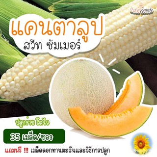 ผลิตภัณฑ์ใหม่ เมล็ดพันธุ์ 2022เมล็ดอวบอ้วนแคนตาลูป สวีท ซัมเมอร์ 35เมล็ด อัตราการงอก95% ปลูกง่าย โตไว (แถมฟรี เมล็/เ 1NH
