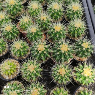 ต้นกระบองเพชร ต้นแคคตัส ถังทอง Echinocactus grusonii  cactus (ไม้เมล็ดเพาะในไทย)