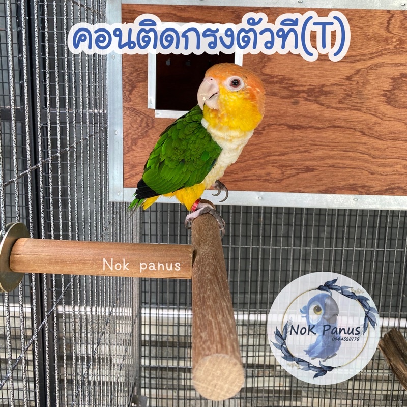 คอนติดกรงตัว T คอนไม้เนื้อเเข็ง ของเล่นนกเเก้ว ลิง25x25 ซม (สีไม้ธรรมชาติ)