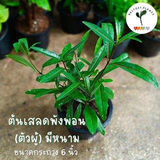 เสลดพังพอน ตัวผู้ มีหนาม (สมุนไพร) ขนาดกระถาง 6 นิ้ว