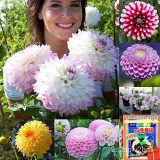 （คุณภาพสูง เมล็ด）เมล็ดพันธุ์นำเข้า Dahlia Flower Seeds Bonsai Seeds Mix Color เมล็ดพันธุ์พืช เมล็ดดอ/ง่าย ปลูก ส/คละ OGQ