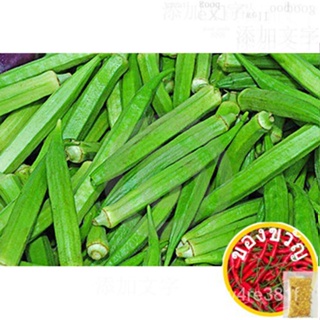 เมล็ดพืช okra 25ชิ้น bendi-ทานตะวัน/เสื้อ/หมวก/ขึ้นฉ่าย/ D8UI