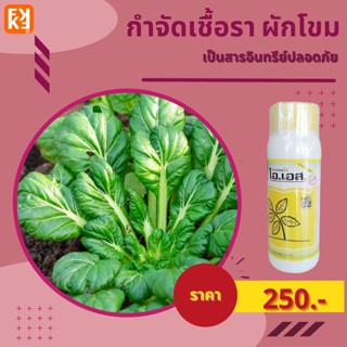 ผักโขมใบจุด ใบไหม้ กำจัดโรคเชื้อราในผักโขม ปลอดสารพิษ ไอเอส และ FK-T(ใช้ได้ทุกพืช)โดย FK สวน ปุ๋ย ศัตรูพืช