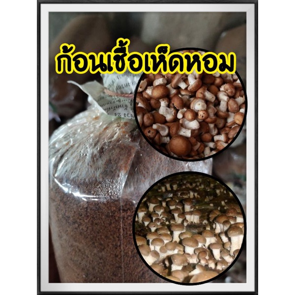 ก้อนเชื้อเห็ดหอม 3 ก้อน 100บาท เชื้อเดิน 40% ผลิตเองจากฟาร์มได้มาตรฐาน