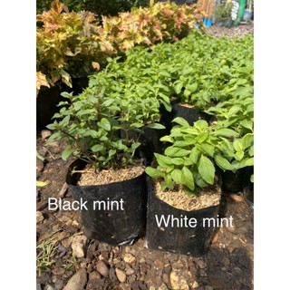 black mint white mint ต้นแบล็คมิ้นท์ ไวท์มิ้นท์ ช็อคโกแลตมิ้นท์ Blackmint ส่งแบบ ถุงดำ 5นิ้วใช้ปรุงและประดับอาหาร